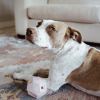 The Odin - Modern Treat Dispensing Dog Puzzle